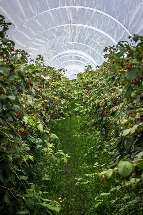 Tomato plants inside a greenhouse