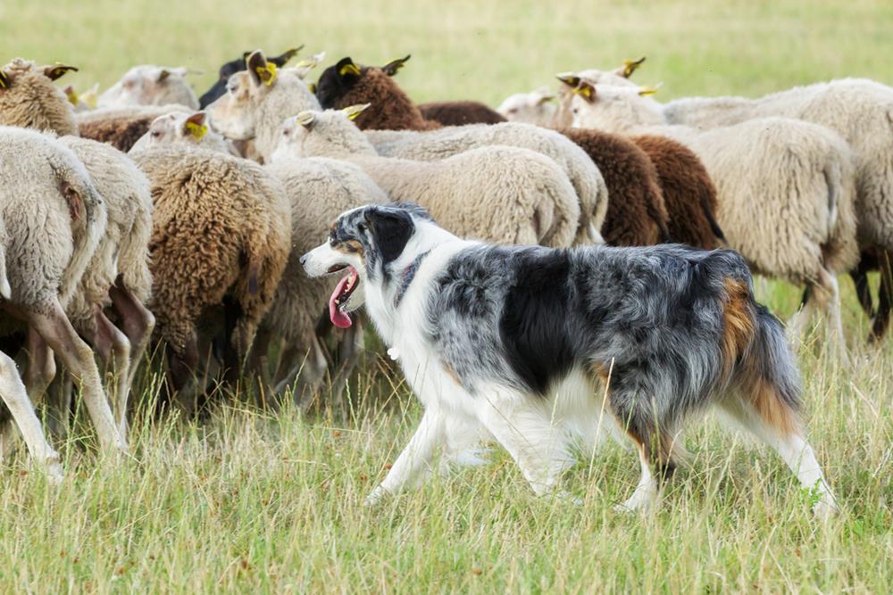 A border collie herding a flock of sheep