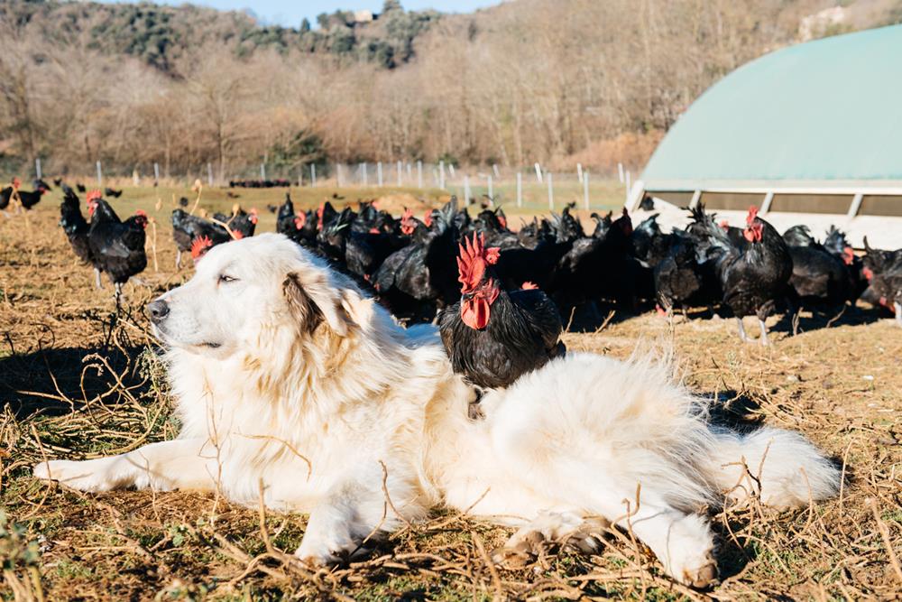 A white Great Pyrenees dog sitting on dry grass with black rooster while watching over poultry farm