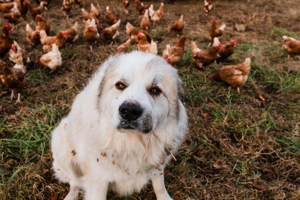 Dog sitting on the ground with chickens behind him
