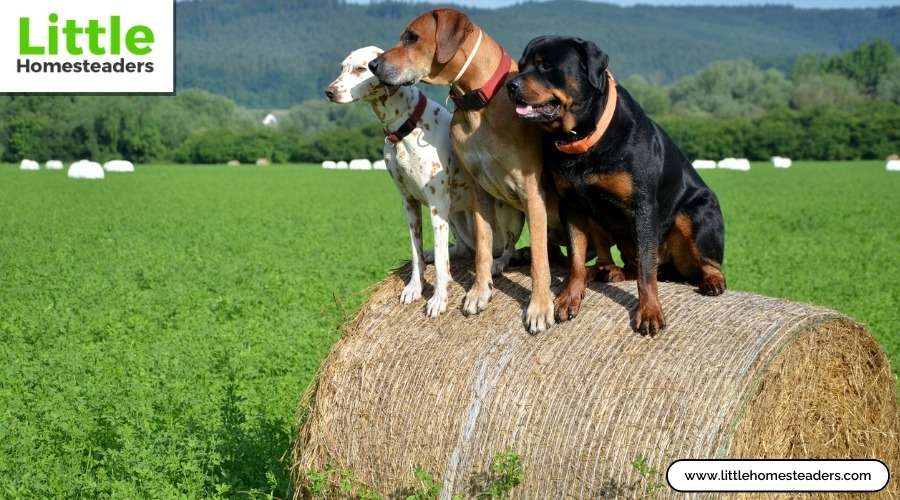 Homestead Dogs Top Dog Breeds for Homestead Life: Finding the Right Fit ...