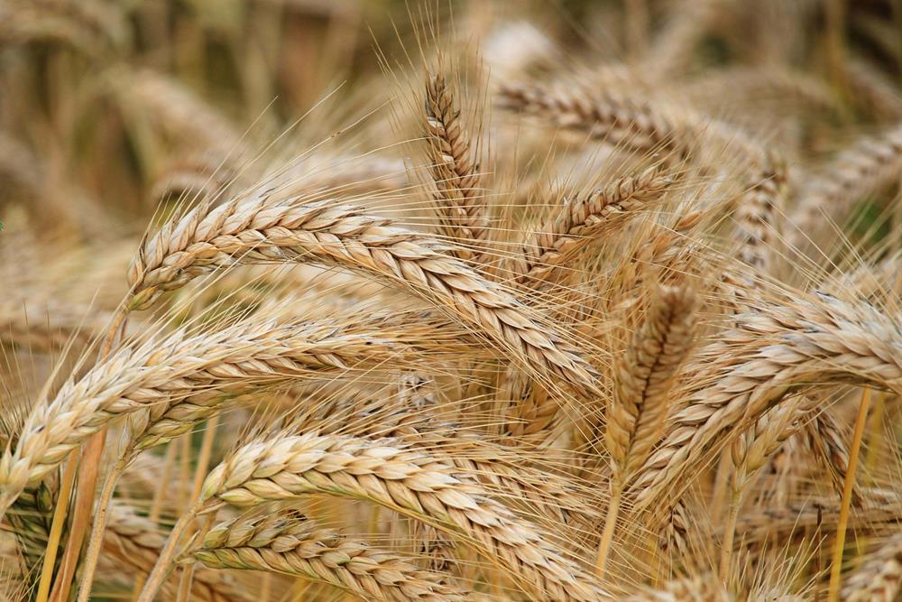 Close-up of wheat