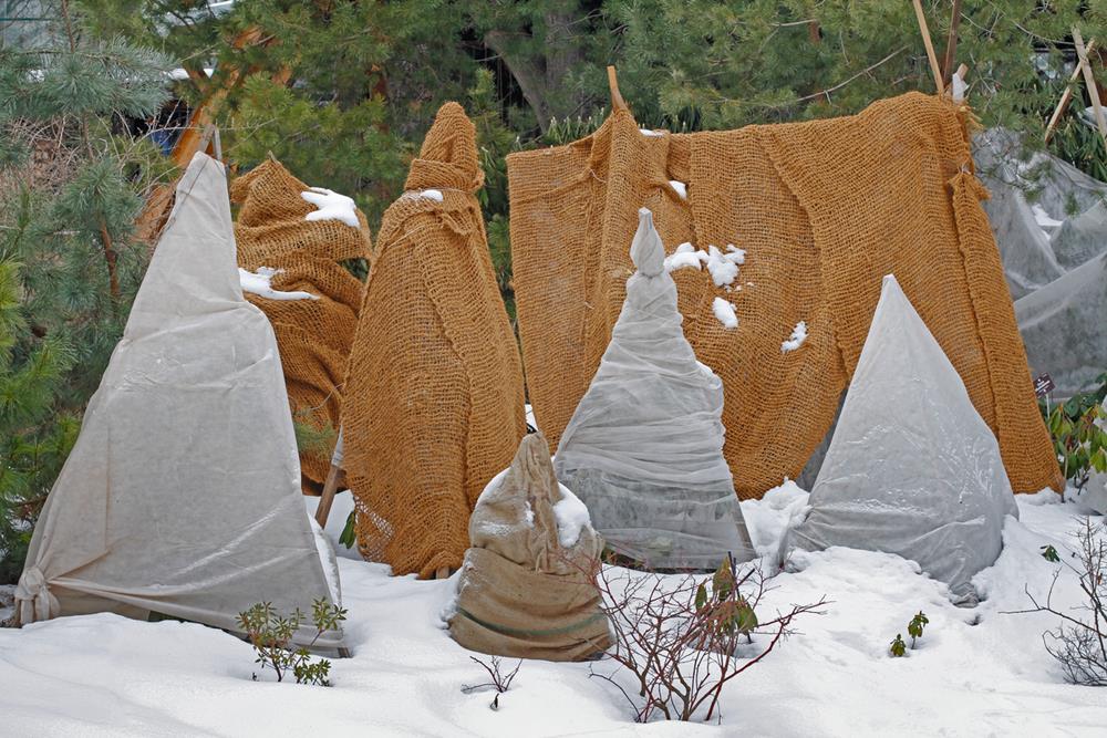 Shrubs protected from winter