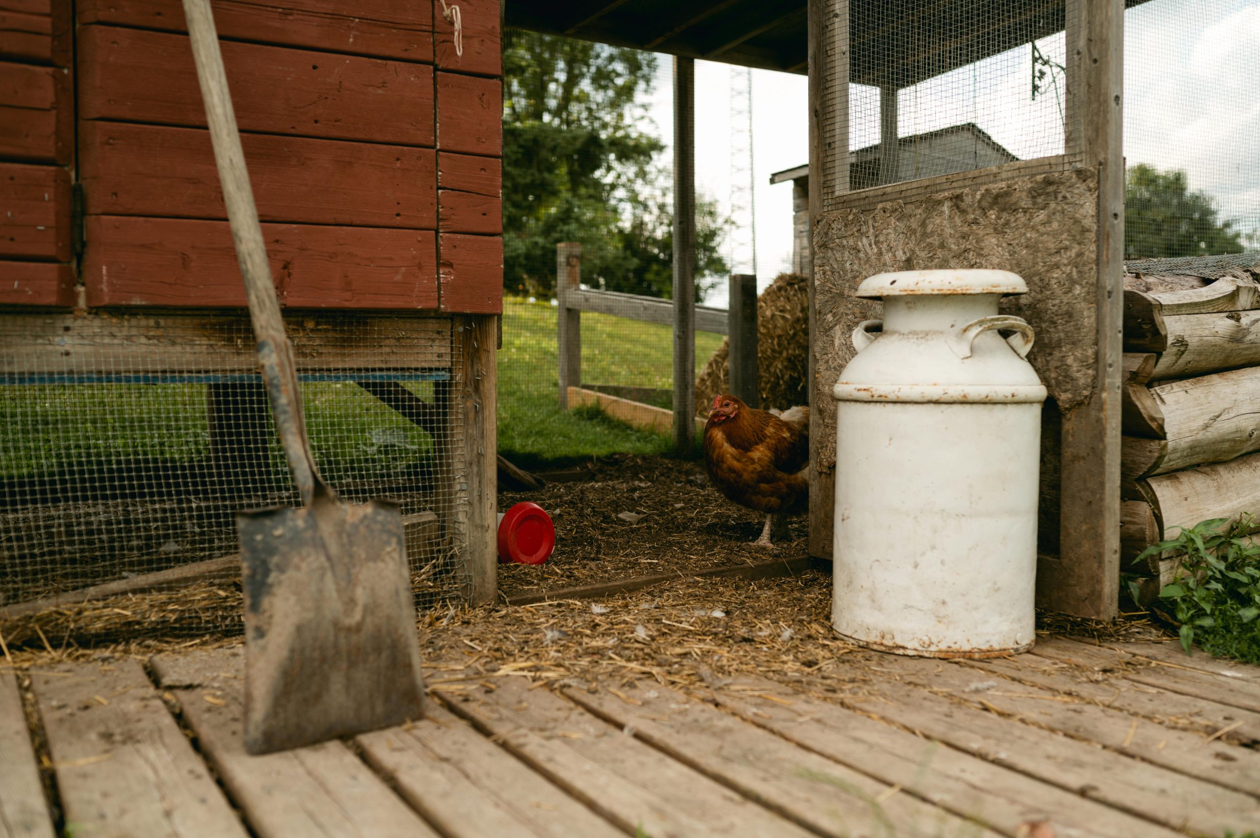 The Key Benefits of a Chicken Tractor