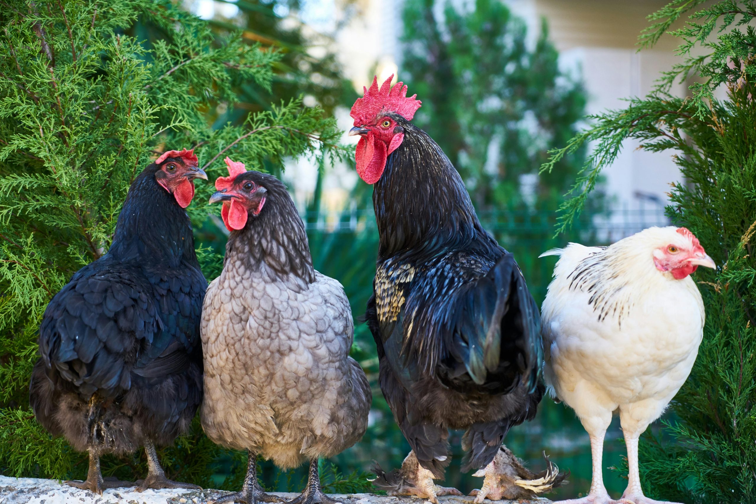 four roosters