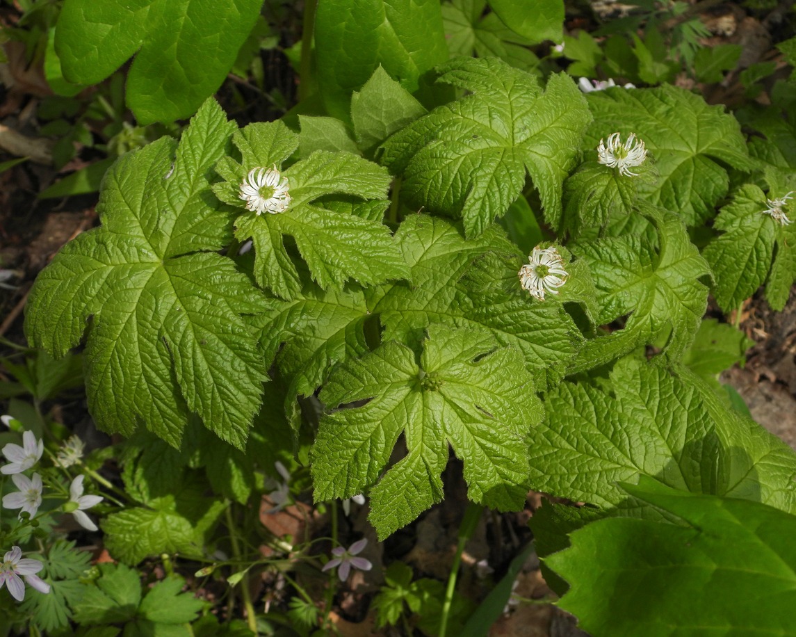 Native North American woodland wildflower