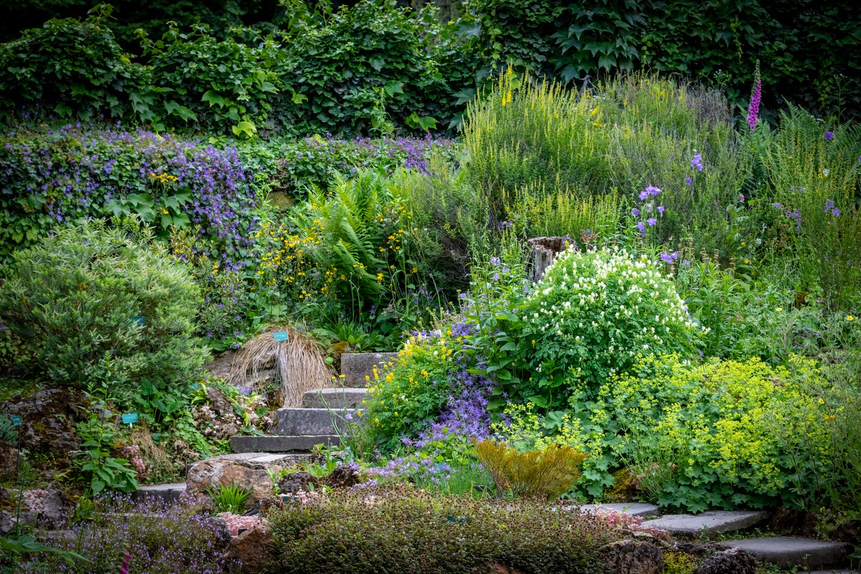 Preparing Your Homestead for Woodland Herbs