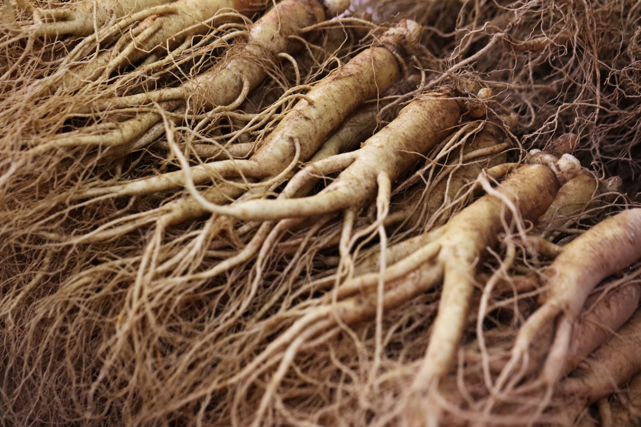 ginseng roots