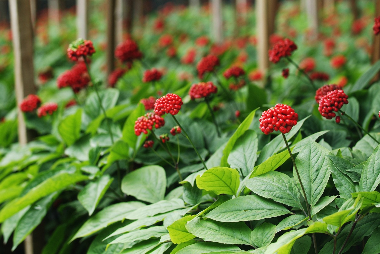 traditional ginseng red fruit