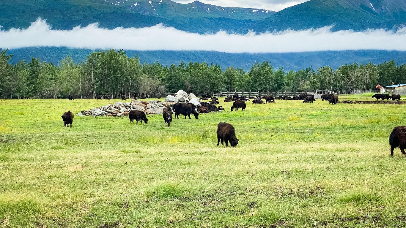 Raising Livestock in Alaska