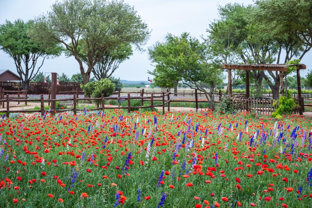 Flowers in full bloom