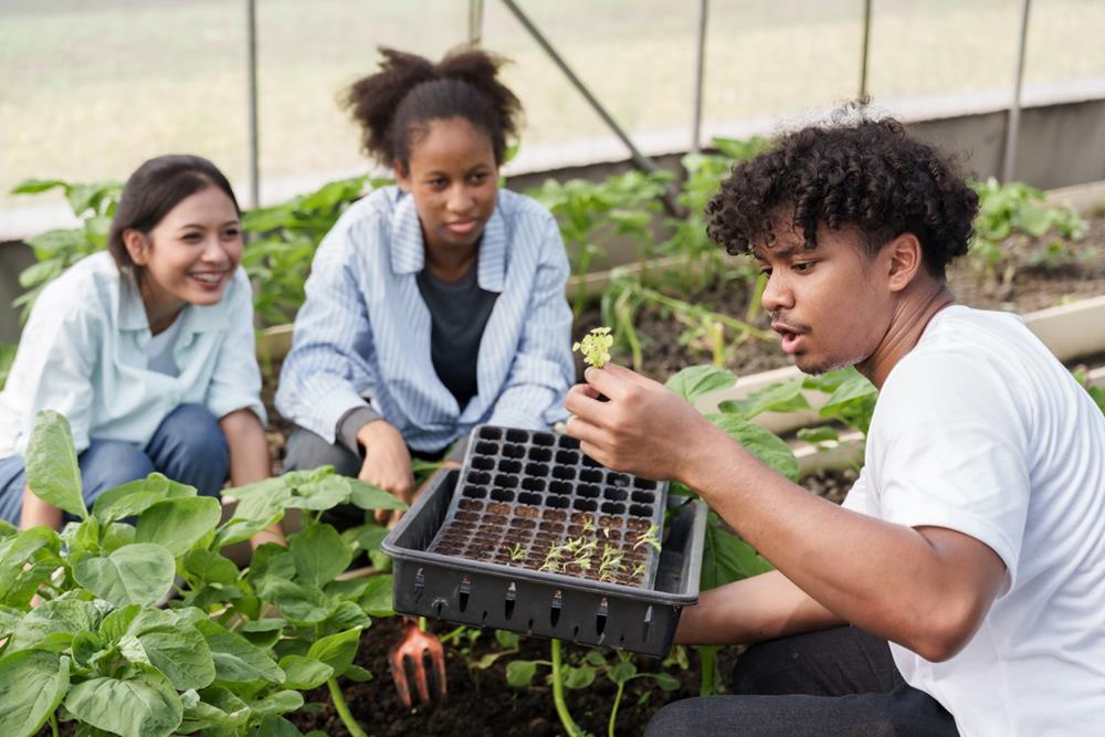 Three students working in vegetable greenhouse