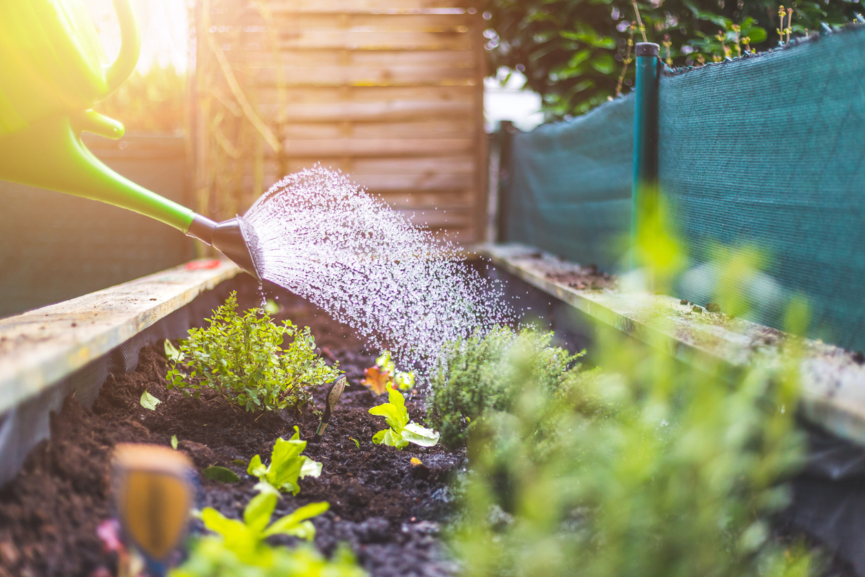 Watering fresh vegetables and herbs on fruitful soil in the own garden, raised bed
