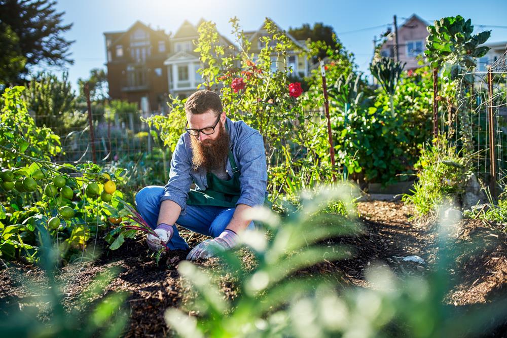 Pulling beets out of the ground in urban communal garden