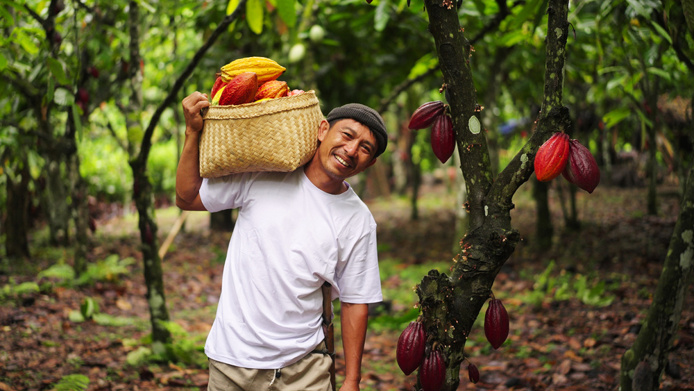 A smiling Indonesian cacao farmer looking at the camera, a basket full of colorful harvested pods on a plantation, adult Asian man, portrait