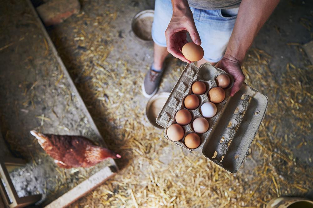 Man collecting eggs to tray at small organic farm