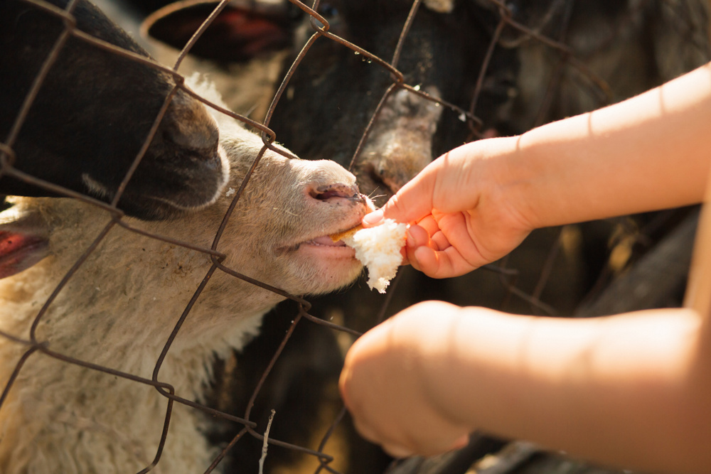 Kids hands feeding sheeps in the fence. farm. beautiful sunset light. High quality photo