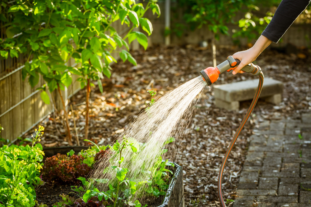 Watering salad in raised bed in garden. Gardening in spring time