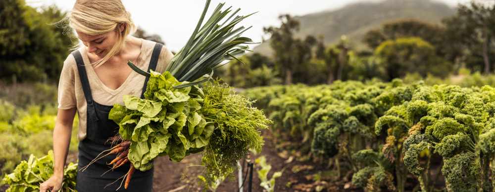 Happy organic farmer holding freshly picked vegetables in an agricultural field. Self-sustainable young woman gathering fresh green produce in her garden during harvest season