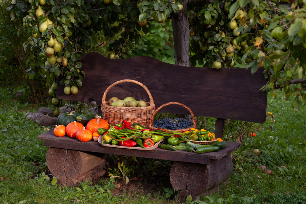 Wicker baskets filled with seasonal vegetables and fruits like peppers, grapes, pears, pumpkins, and zucchini on a wooden bench under a fruit tree. Natural farm-to-table concept