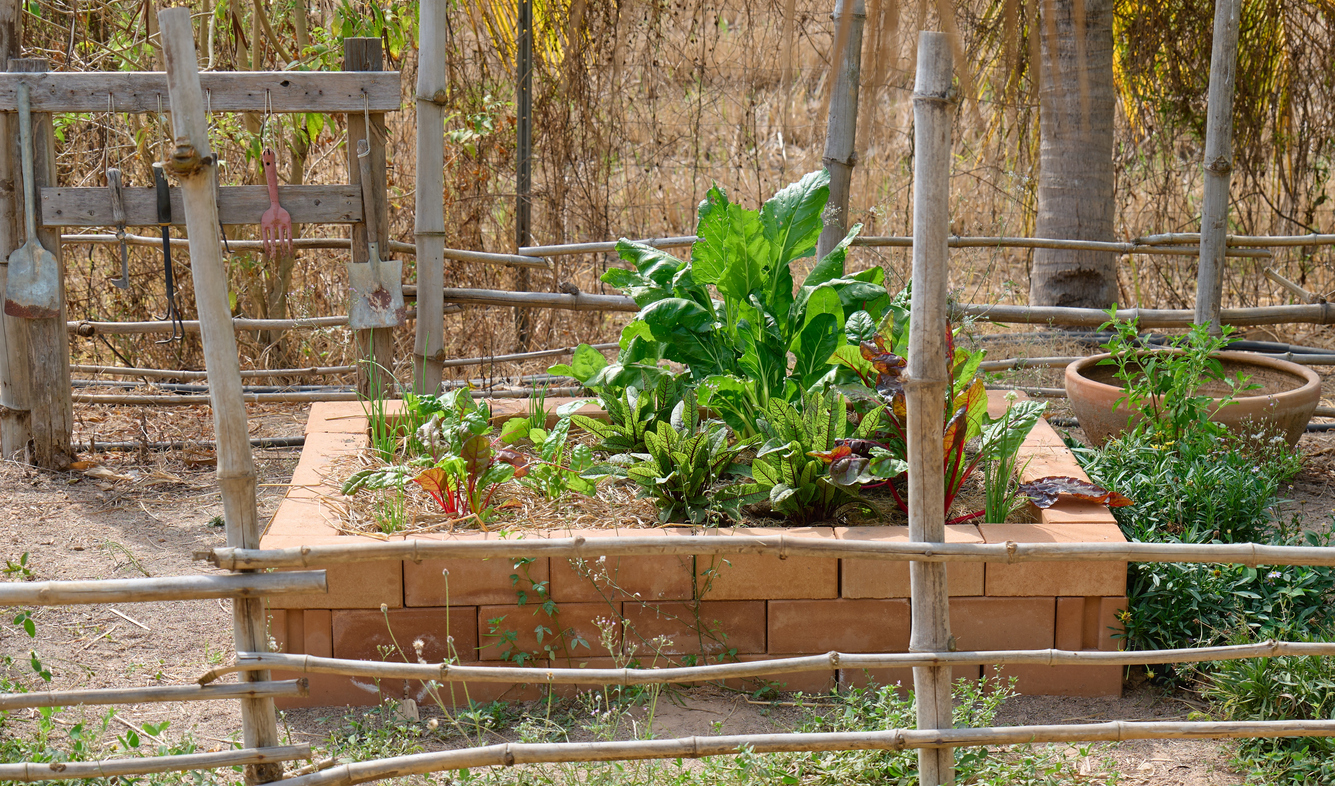 Raised vegetable garden in a rural backyard