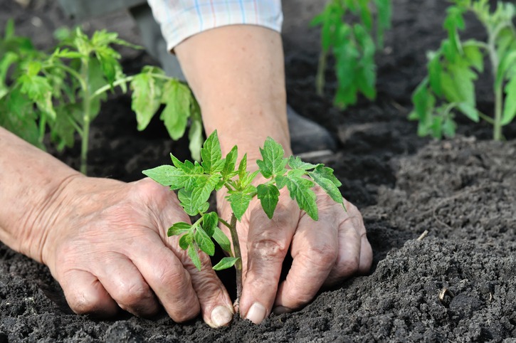 close-up of gardener's hands planting a tomato seedling