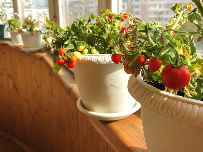 Balcony garden: ripe potted tomatoes on a balcony in a residential apartment building