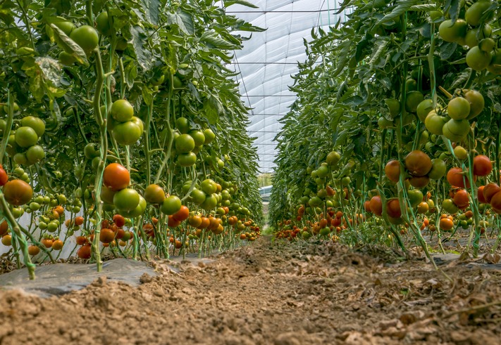 Tomato greenhouse full of ripe and green tomatoes