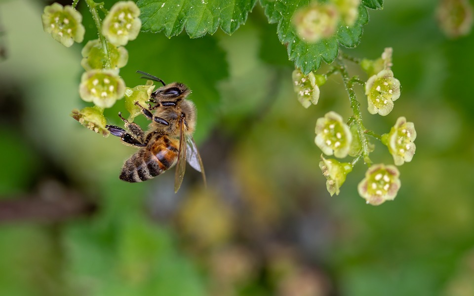 Image of a honey bee on a flower for nectar.