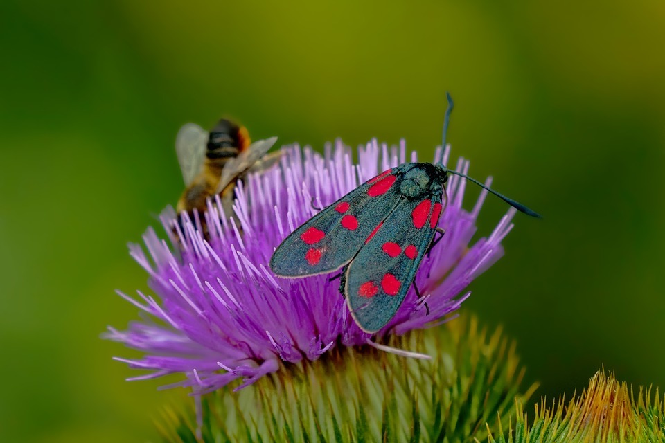 Image of a moth on a flower.