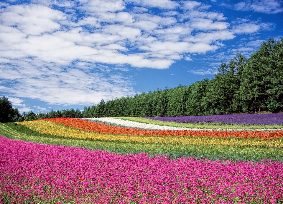 Picture of a beautiful landscape with colorful strips of flowers.