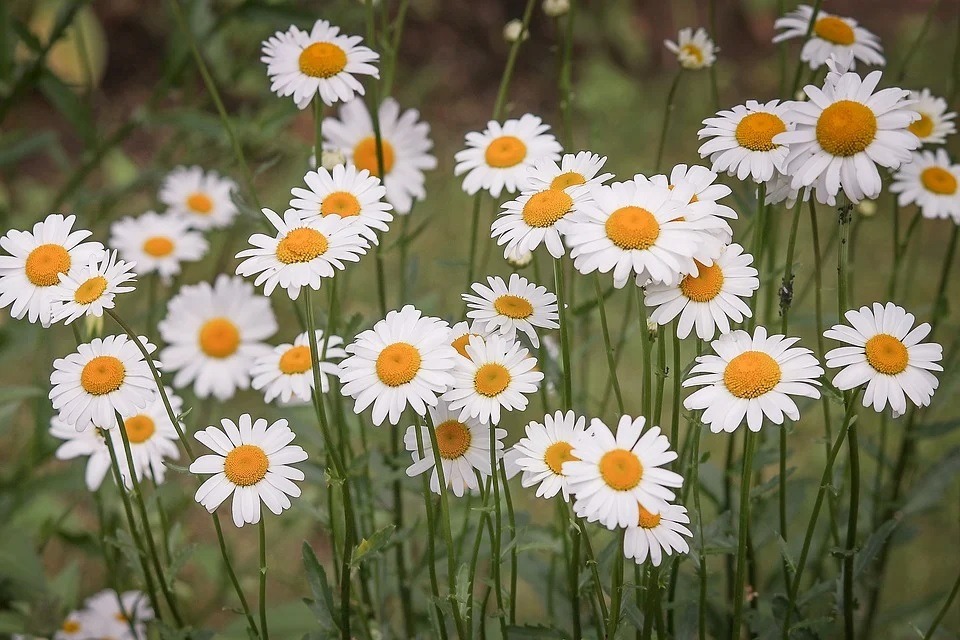 Picture of daisy white flowers in clusters. 