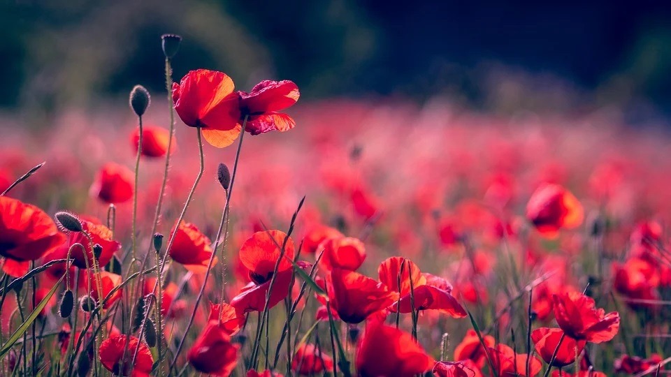 Picture of flowers in a field.