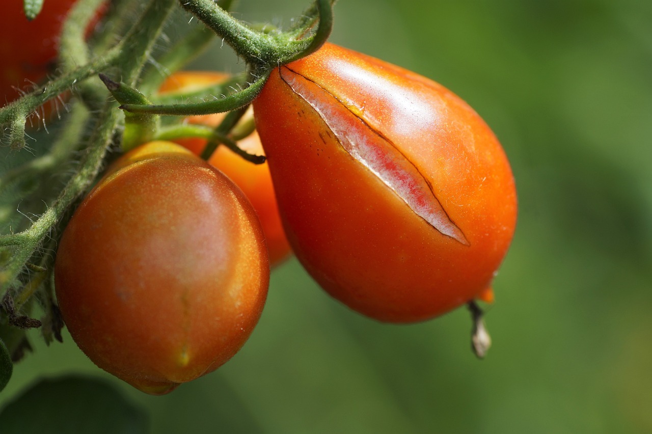 Solving Problems with Your Tomatoes