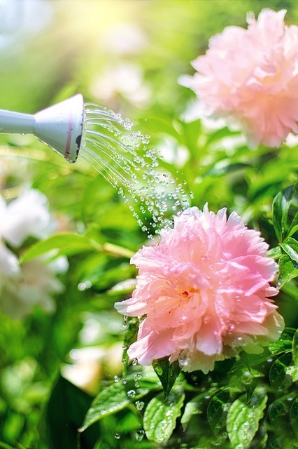 Watering the Garden to Conserve Water and Time