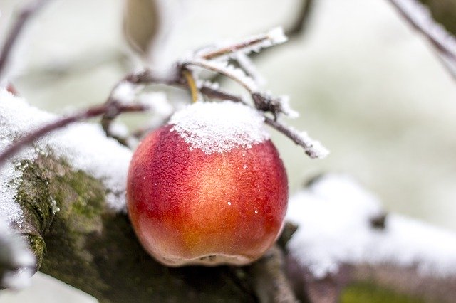 Homesteading in the Winter Series – Growing Cool Weather Fruits and Vegetables