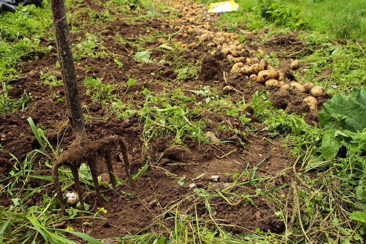 Planting Potatoes in Your Garden