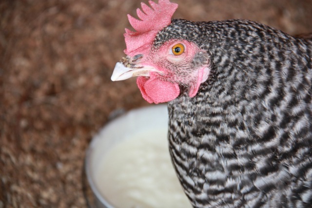 Natural Chicken Care :: Five Little Homesteaders