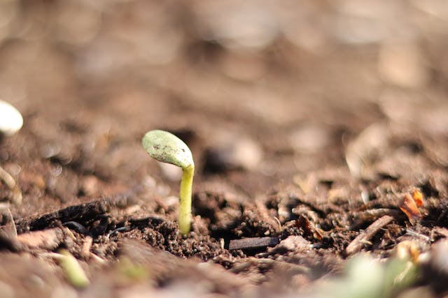 Starting Seedlings