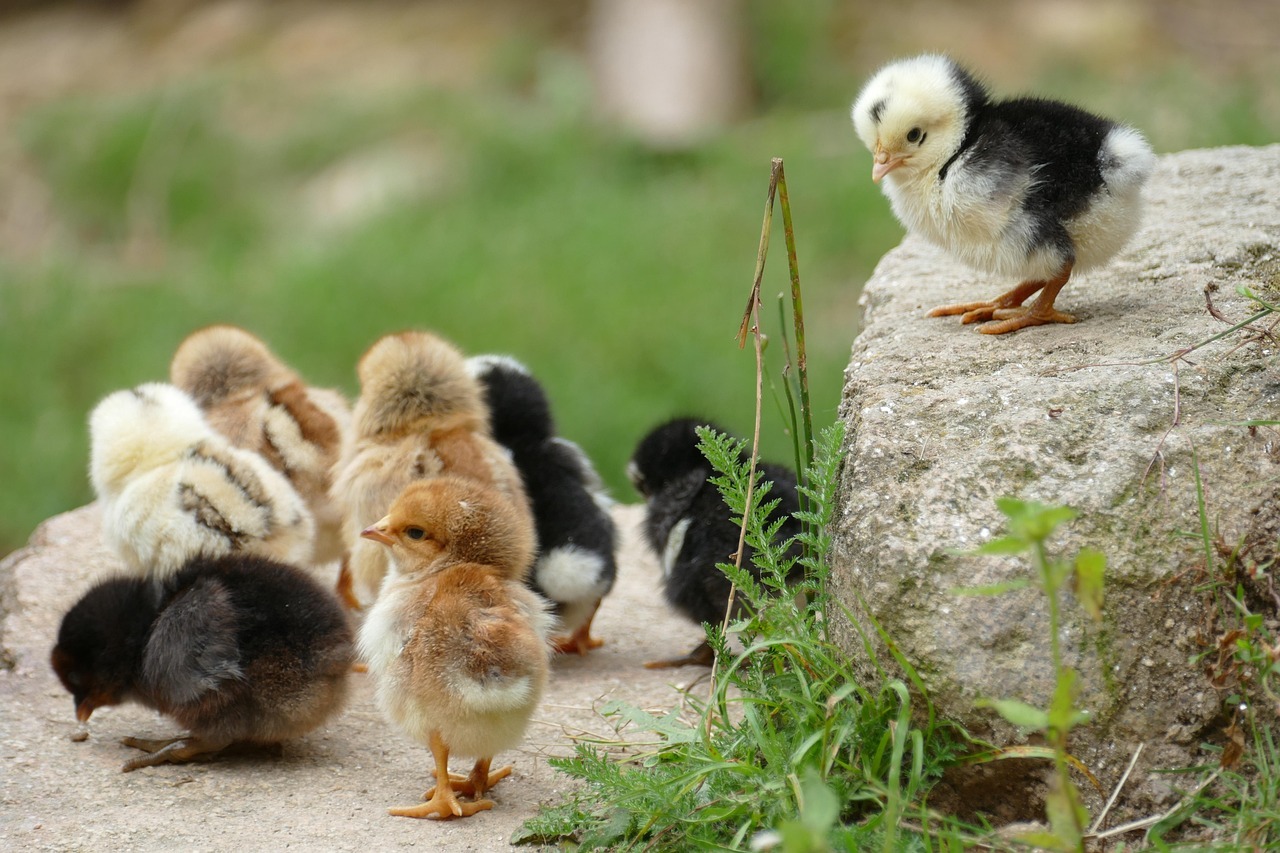 Chick Care – A Backyard Chicken Keeper Guide