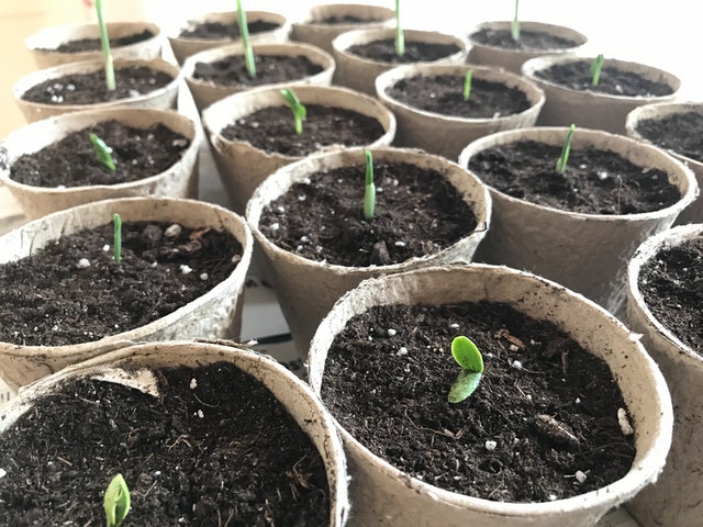 Starting Seedlings