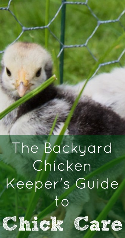 Chick Care :: Five Little Homesteaders