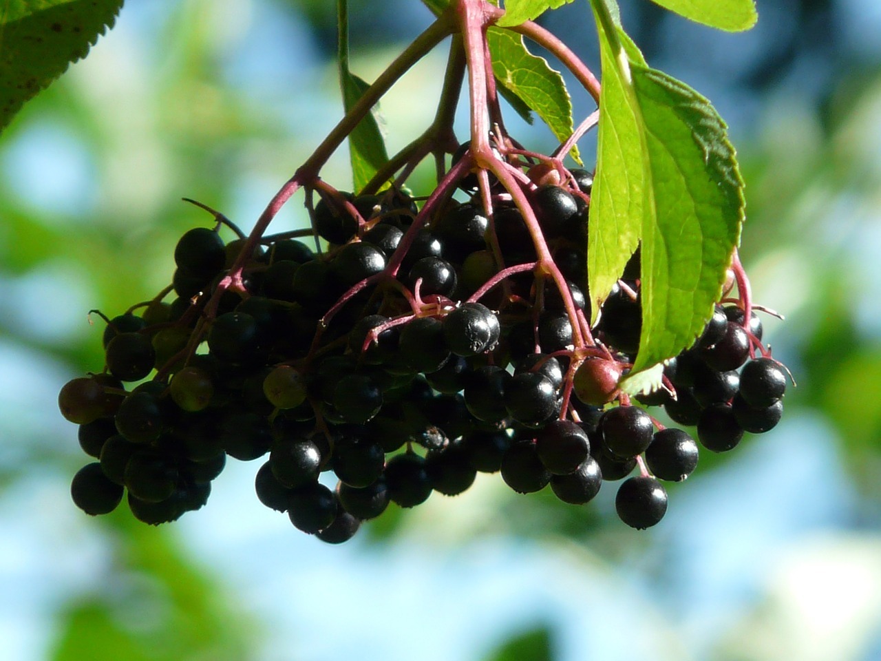Immune Boosting Elderberry – 20+ Articles
