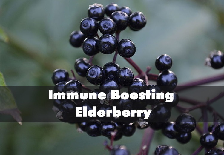 Immune Boosting Elderberry
