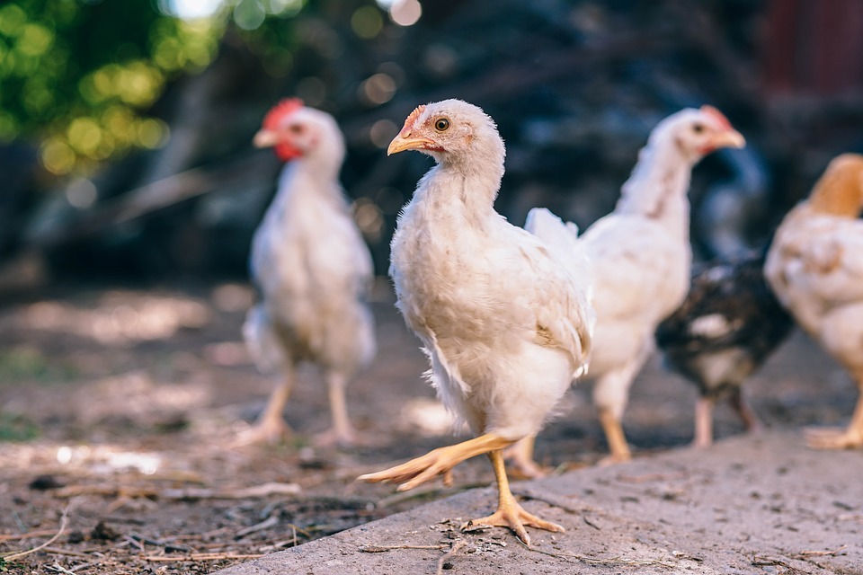 What Are The Type Of Chickens You Can Raise At Home?