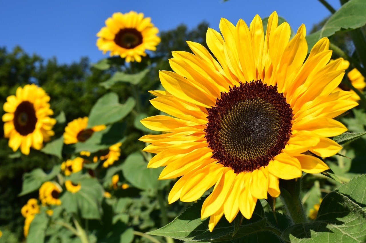 sunflower-jpeg