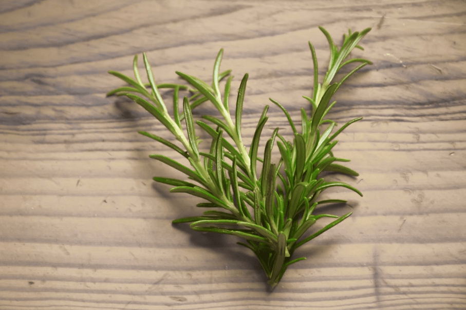 Fresh rosemary herb