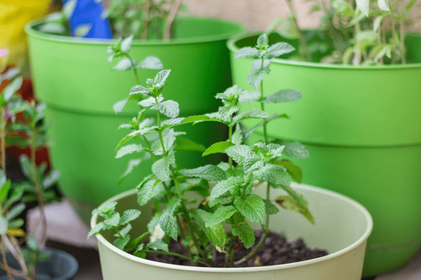 Mint plants in a container