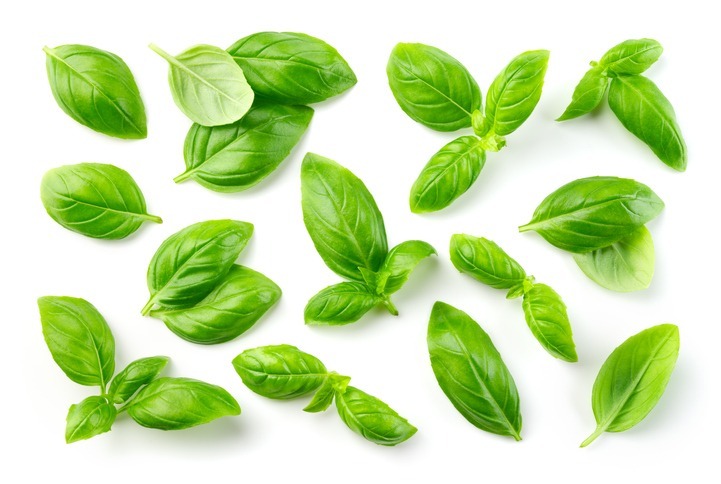 Basil is a medicinal plant that can be easily grown at home
