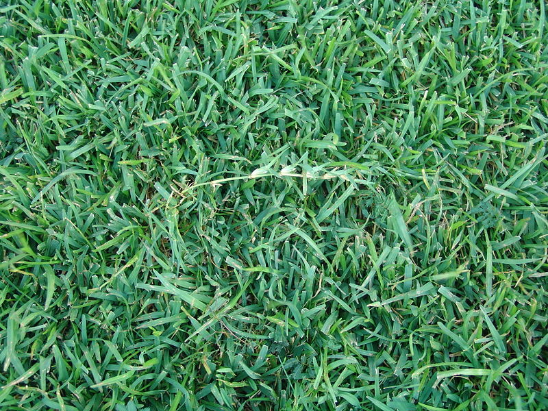 Centipede-Grass
